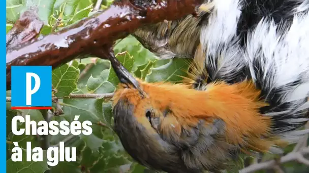 Chasse à la glu : « Il faut arrêter de coller les oiseaux aux arbres ! »