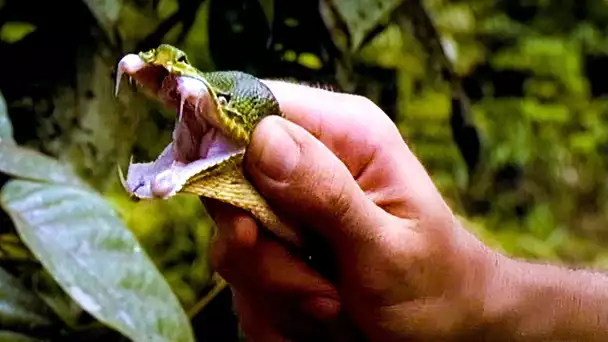 Guyane : au pays des serpents