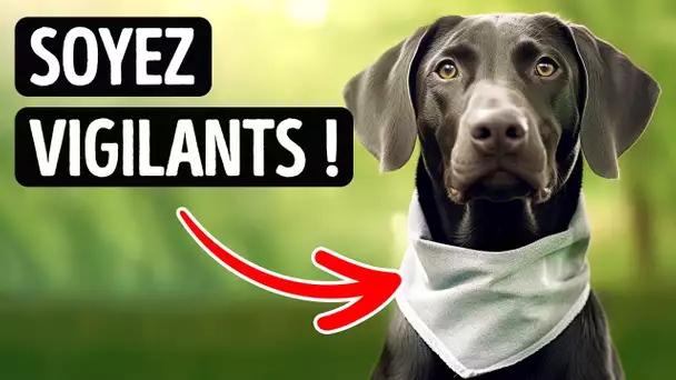 Pourquoi les chien portent-ils des bandanas ? Vous serez surpris !