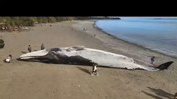 Une énorme baleine bleue s'échoue sur une plage du sud du Chili