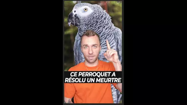 Ce perroquet a résolu un meurtre