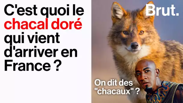 Qu’est-ce que le chacal doré, cette nouvelle espèce sauvage arrivée en France ?