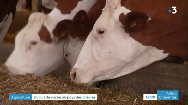La coopérative de Celles-sur-Belle produit du lait de vaches et de chèvres