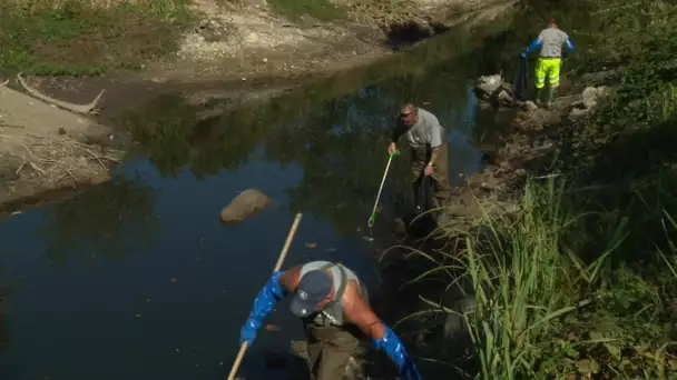 Charente-Maritime : des centaines de poissons morts d'asphyxie dans la Seudre