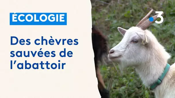 Des chèvres sauvées de l'abattoir par une association de Offemont (90)