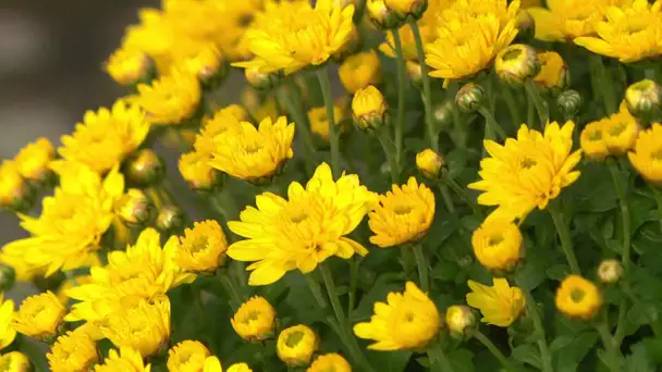 Horticulture : les chrysanthèmes sous la chaleur