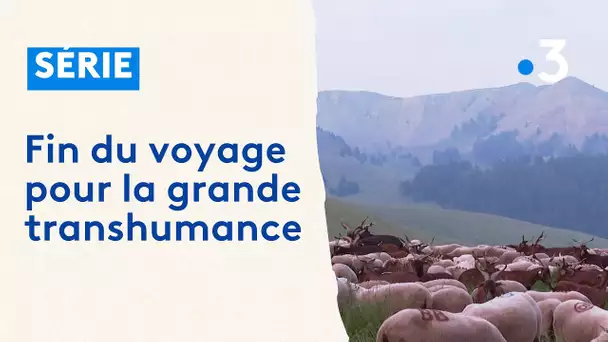 Transhumance : arrivée du troupeau dans les alpages du Mercantour