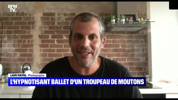 L'hypnotisant ballet d'un troupeau de moutons