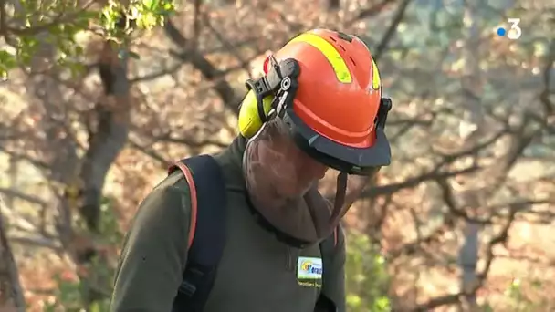 Dans l'Hérault, 105 forestiers-sapeurs œuvrent toute l'année pour protéger nos forêts des incendies
