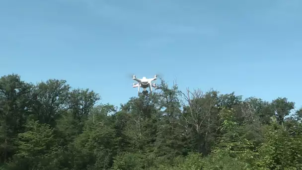 Pourquoi un drone survole la forêt de Tronçais (Allier)