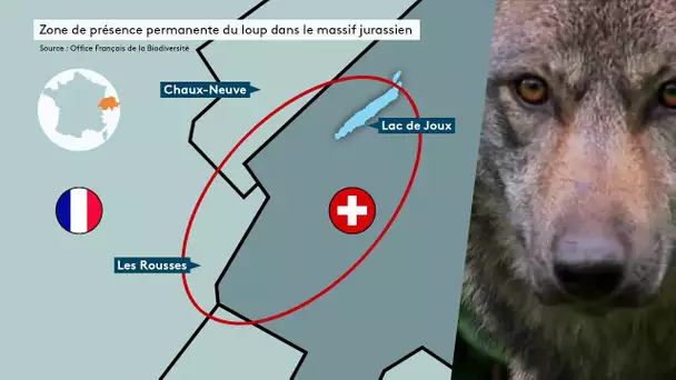 La cohabitation est-elle possible entre les loups et les troupeaux du massif jurassien ?