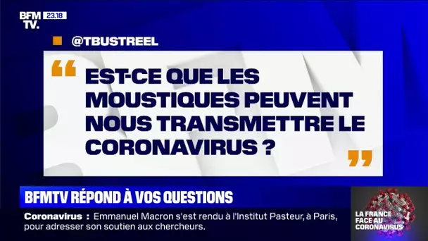 Est-ce que les moustiques peuvent nous transmettre le coronavirus ? BFMTV répond à vos questions