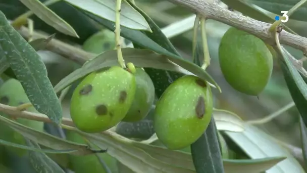 Gard : les oliviers victimes de la grêle à Aigues-Mortes après la sécheresse