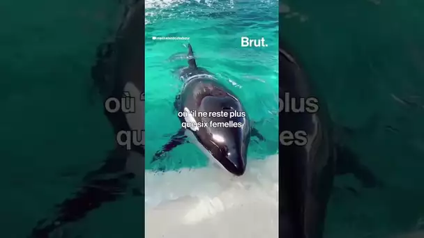 Un soigneur stimule sexuellement une orque mâle à Marineland, la vidéo fait polémique.