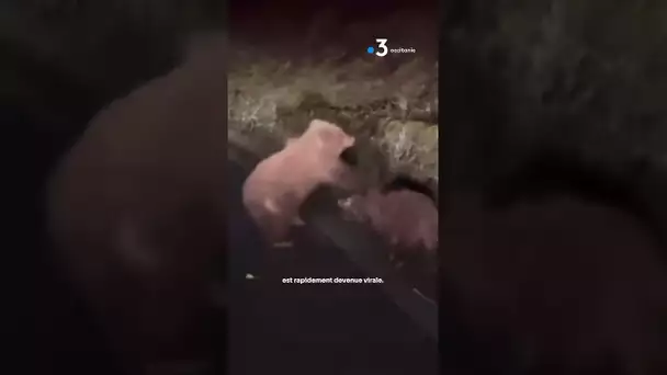 Un ours attaque un sanglier dans les Pyrénées