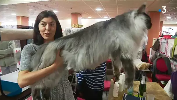 PHOTOS. A Aix-les-Bains, en Savoie, un concours international pour élire le plus beau chat