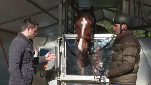 Une entreprise propose une balnéo pour les chevaux du Jumping International de Royan
