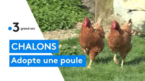 Adopte une poule : des poules pour réduire les déchets dans l'agglomération de Chalons-en-Champagne