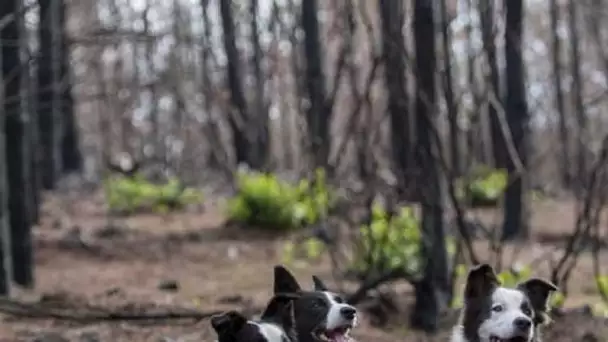 Insolite : ces trois chiens assurent la reforestation au Chili