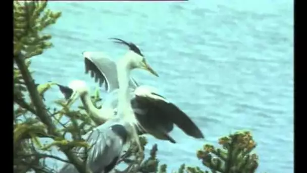 Le Heron - Documentaire Animalier