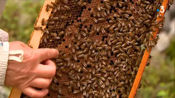 En Béarn, les producteurs de miel limitent les dégâts