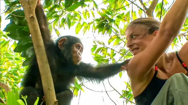 Mission Congo : Liberté pour les Chimpanzés
