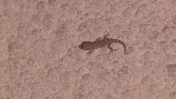 Recensement des geckos à Bordeaux