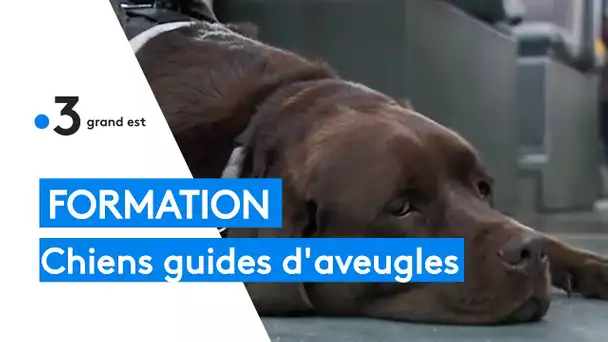 Solidarité : ils forment les chiens guides d'aveugles