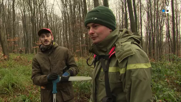 En immersion avec l'ONF en forêt de Retz dans l'Aisne - Episode 1