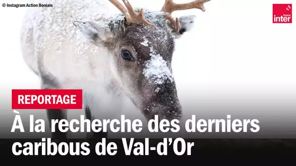 Danger d'extinction pour les Caribous du Val-d'Or