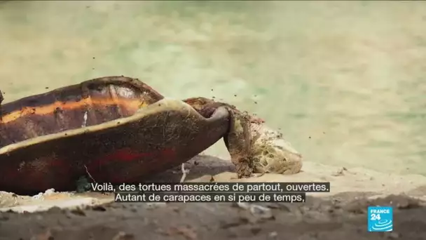Des tortues sont massacrées à Mayotte en plein confinement - Covid-19