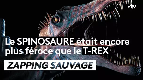 Le spinosaure était encore plus féroce que le T-Rex - ZAPPING SAUVAGE