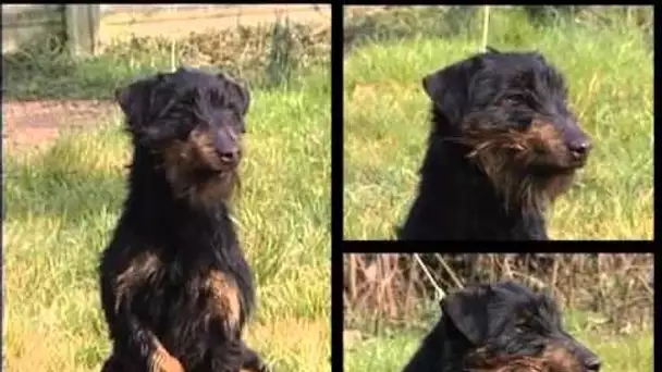 Jagd Terrier et Jack Russell