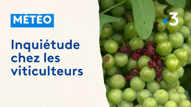 Sarthe : Le vignoble guette le retour de l'été