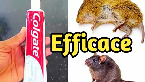 Comment Éliminer les Rats et les Souris avec du Dentifrice ?