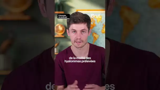 Une nouvelle espèce de tique géante débarque en France.
