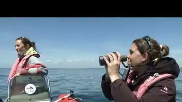 Campagne recensement de requins pélerins en Bretagne