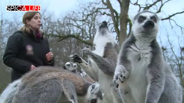 La magie du zoo de Thoiry : une expérience incontournable