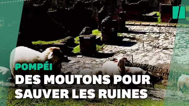 À Pompéi, les célèbres ruines sont sauvées par des moutons