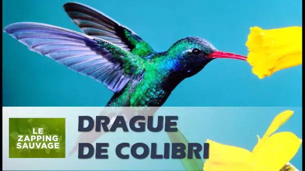La magnifique parade du colibri - ZAPPING SAUVAGE 67