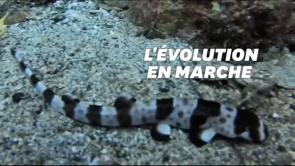 Ce requin qui marche est un champion de l'adaptation à son milieu