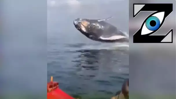 [Zap Net] Incroyable rencontre avec une baleine ! (08/07/21)