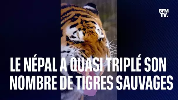 Le Népal a quasi triplé son nombre de tigres sauvages en 12 ans