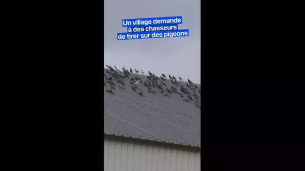 Envahie par de nombreux pigeons, cette commune de l’Eure autorise leur chasse