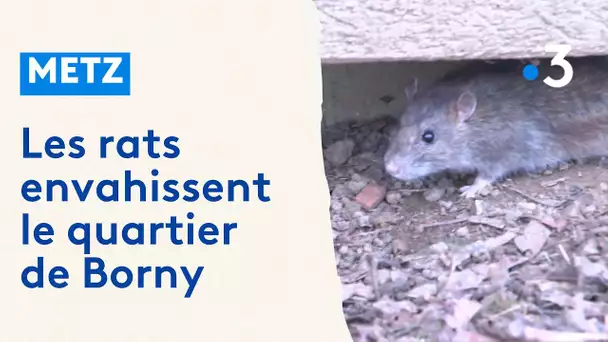 Les rats envahissent le quartier de Borny à Metz
