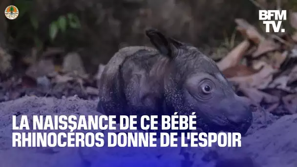 La naissance de ce bébé rhinocéros est une bonne nouvelle pour l'espèce, en danger d'extinction