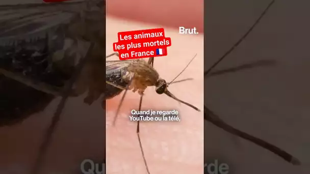 Les animaux les plus mortels en France 🇫🇷