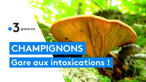 Dix personnes intoxiquées par des champignons après une erreur de cueillette