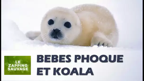 Bébés phoque & koala - ZAPPING SAUVAGE 45