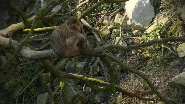 Les coulisses du zoo de Jurques Episode 2